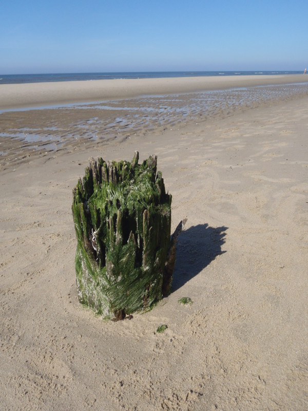 pete-pronk-column-rafelranden pete-pronk-verhalenatelier-column-verwonderen-oer-tand-des-tijds